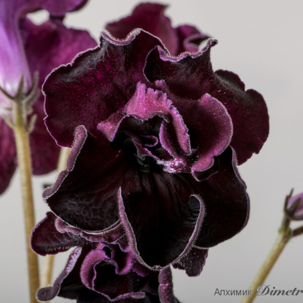 ds_1765_oe_117