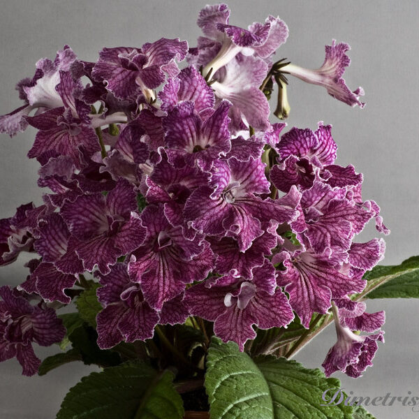 ds_ae__235