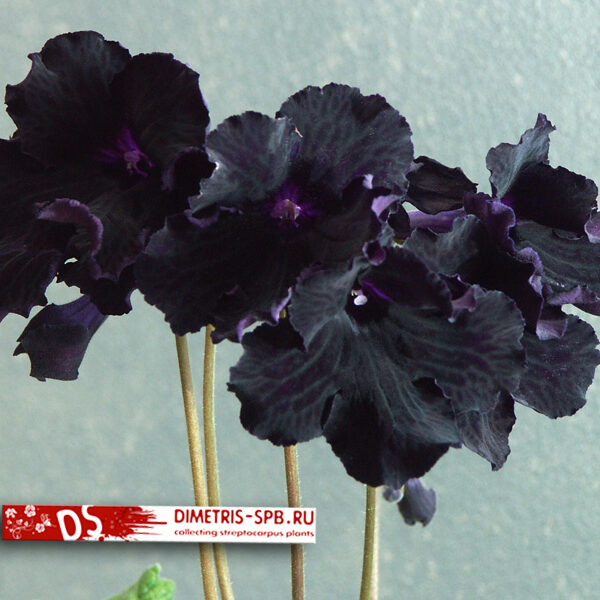ds_blackmagic_0115_cu_206