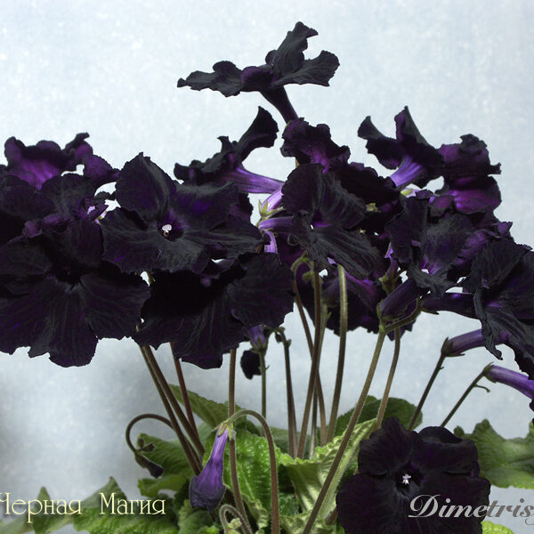 ds_blackmagic_0326_cu_157