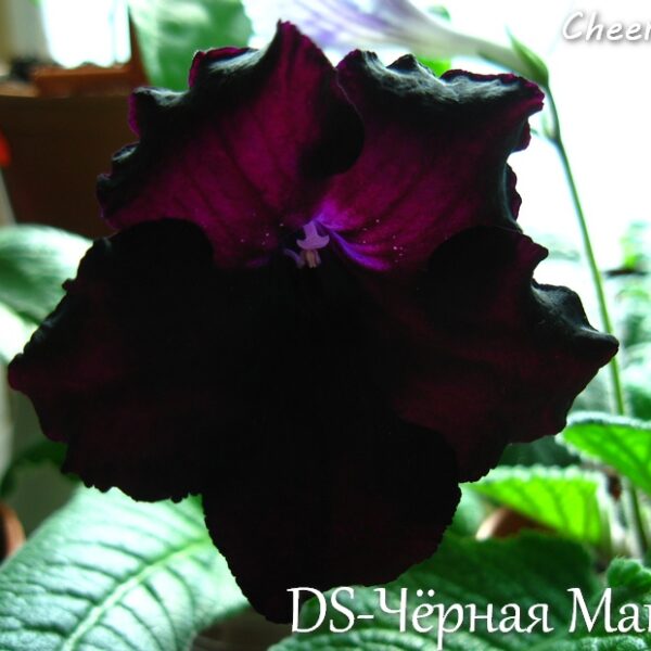 ds_chornaya_magiya_260415_4_103