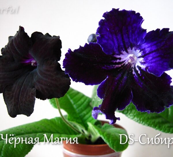 ds_chornaya_magiya_i_ds_sibir_260415_2_146