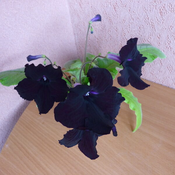 p1050074_497