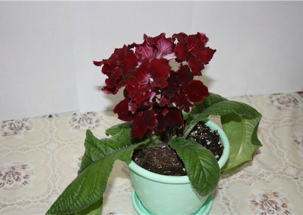 7321aee0bb481_210