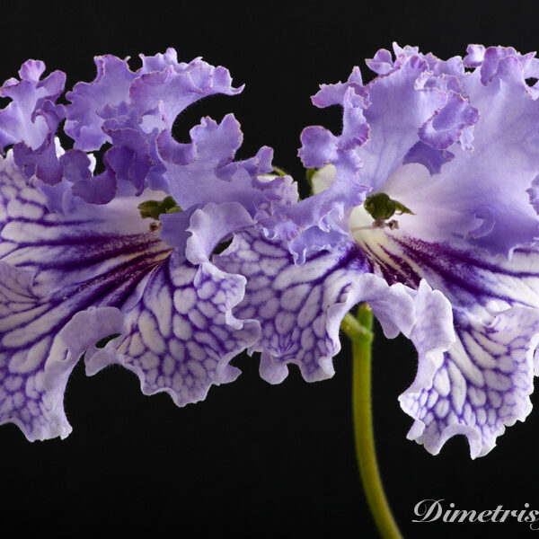 _ds_488equalequalequal_167