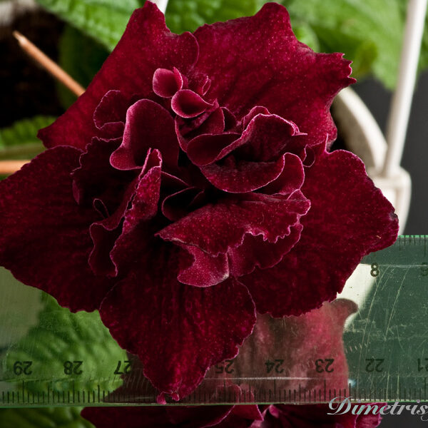 _ds_492_208