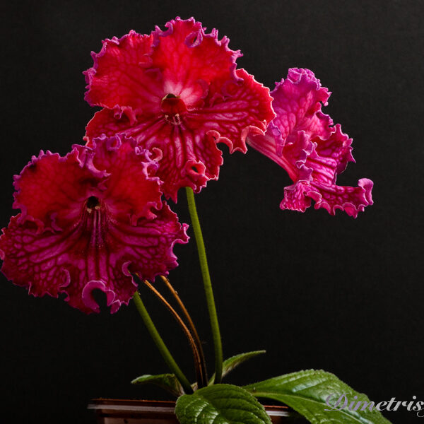 _ds_519_26__151