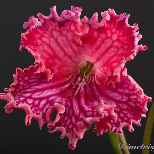 _ds_519__163