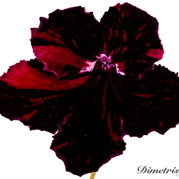 _ds_607_210
