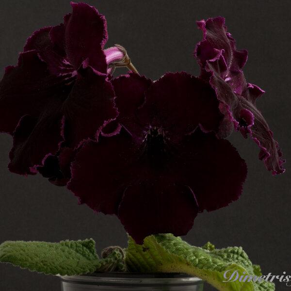 _ds_668_817