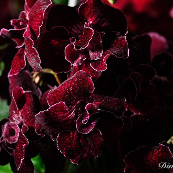 _dsc9758_203 _dsc9758_203