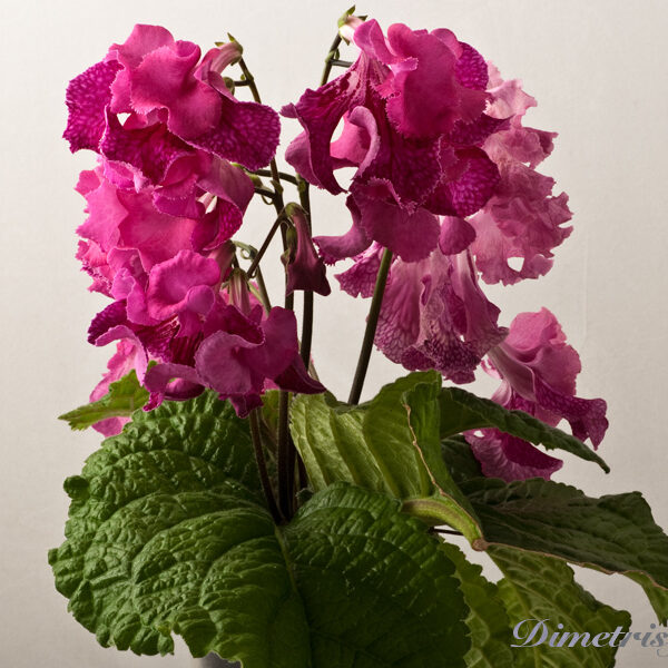 _ds_735____547