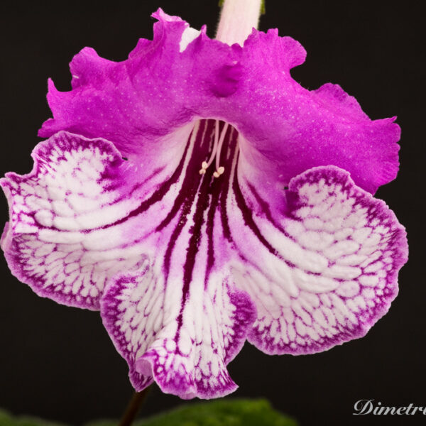 _ds_739_759