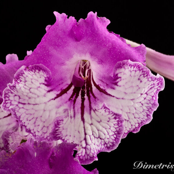 _ds_739__150