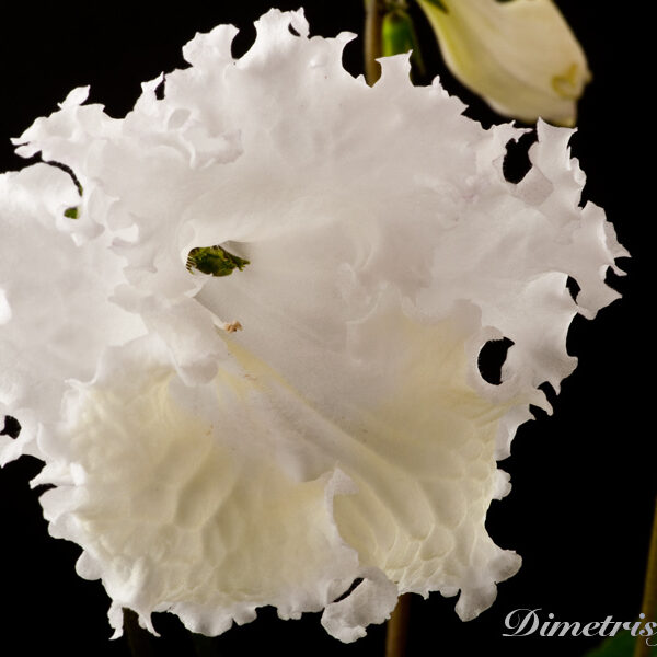 _ds_796__137
