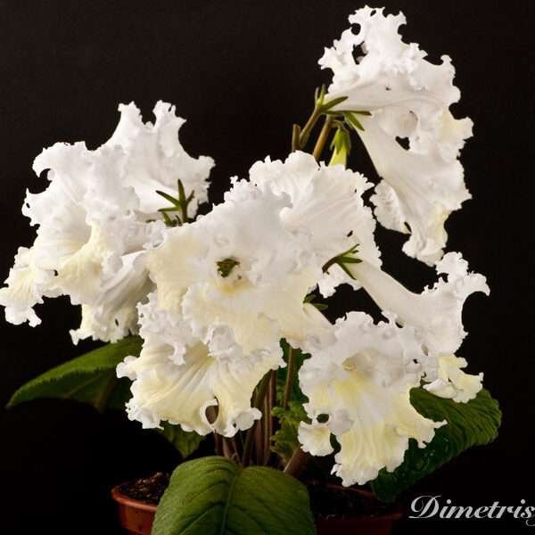_ds_796__927