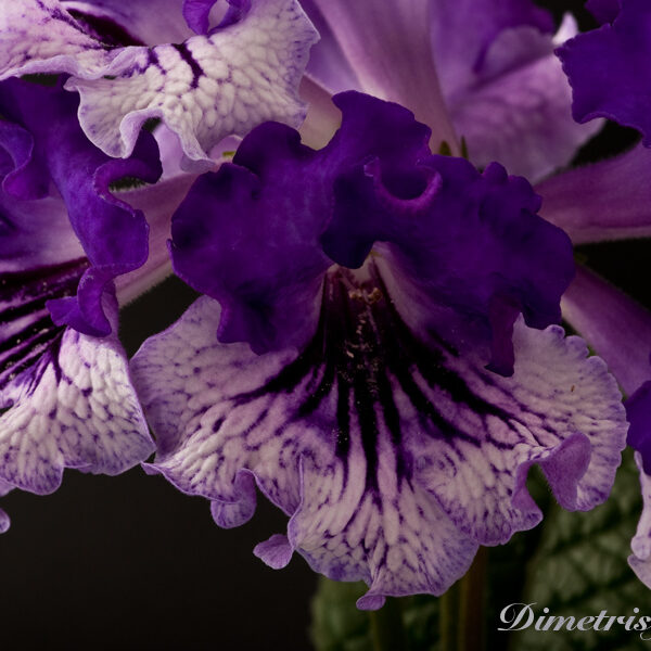 _ds_809equal_673