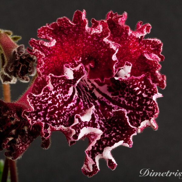 _ds_812_210