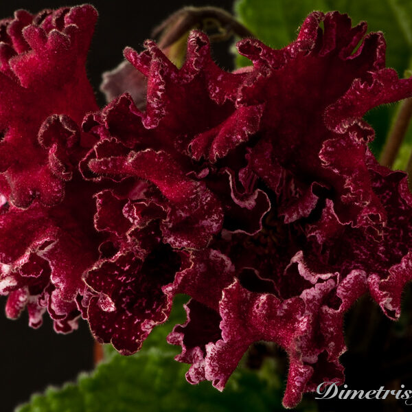 _ds_812__736 _ds_812__736