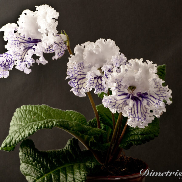 _ds_824_ae_148 _ds_824_ae_148