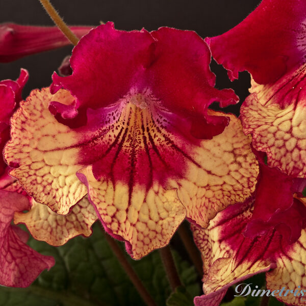 _ds_754___191
