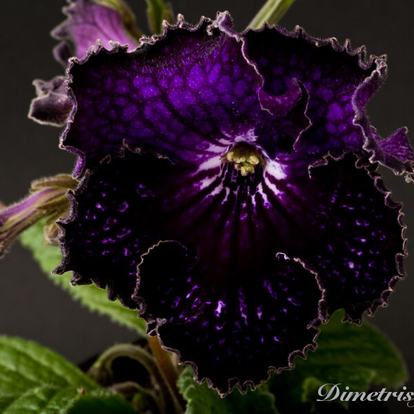 _ds_805_152