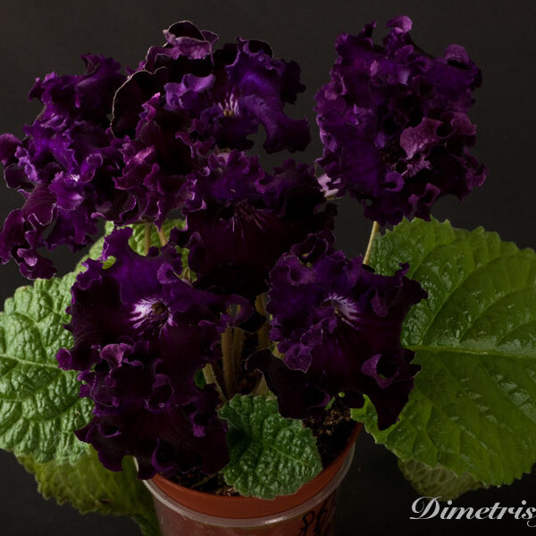 _ds_805_ue_672