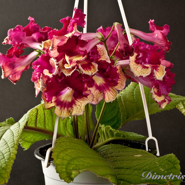 _ds_857_ae_209
