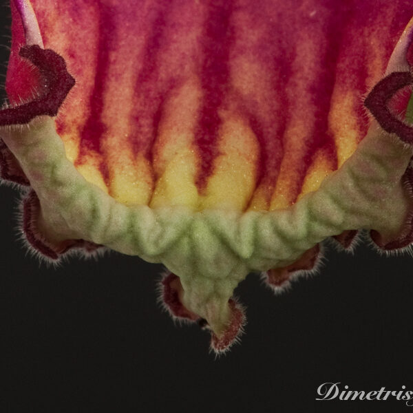 _ds_857equalequal_209