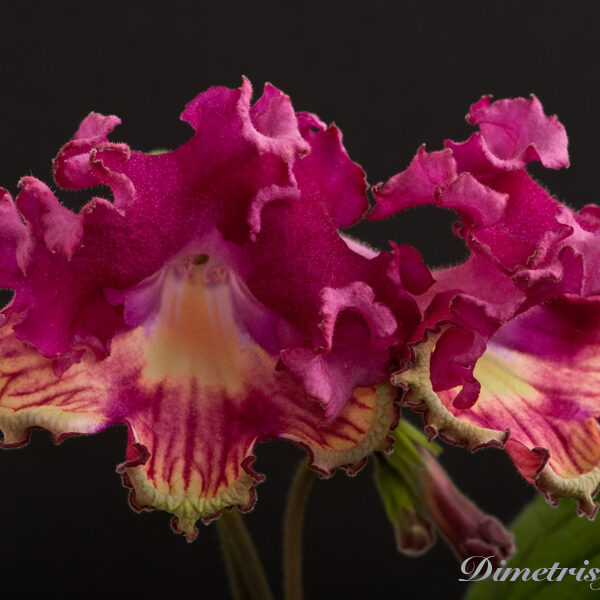 _ds_857equalequal__576