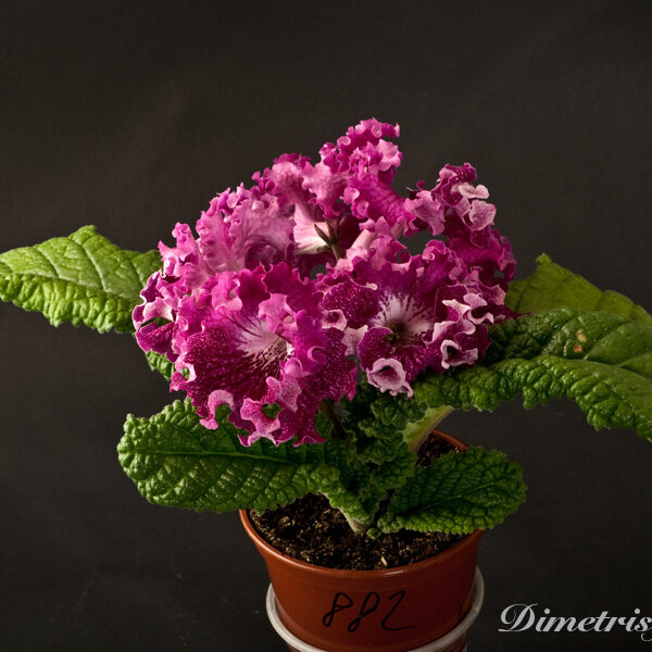 _ds_882_107