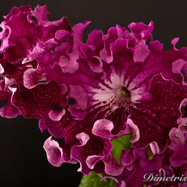 _ds_882__658
