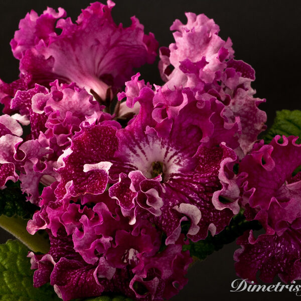 _ds_882__785
