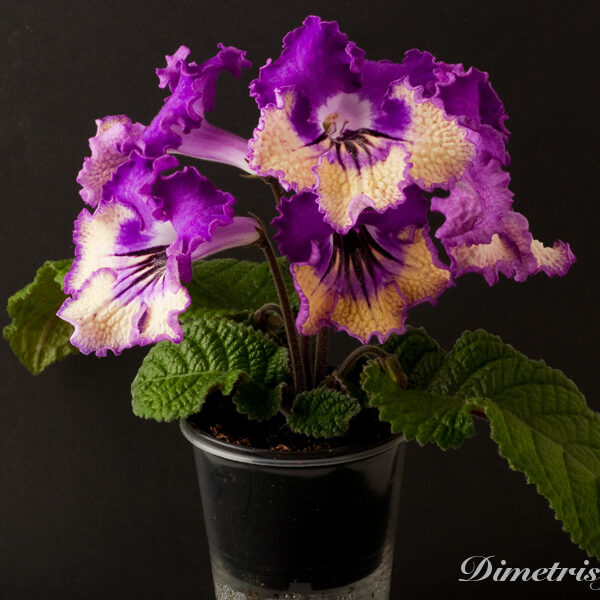 _ds_751__154