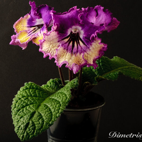 _ds_751__501