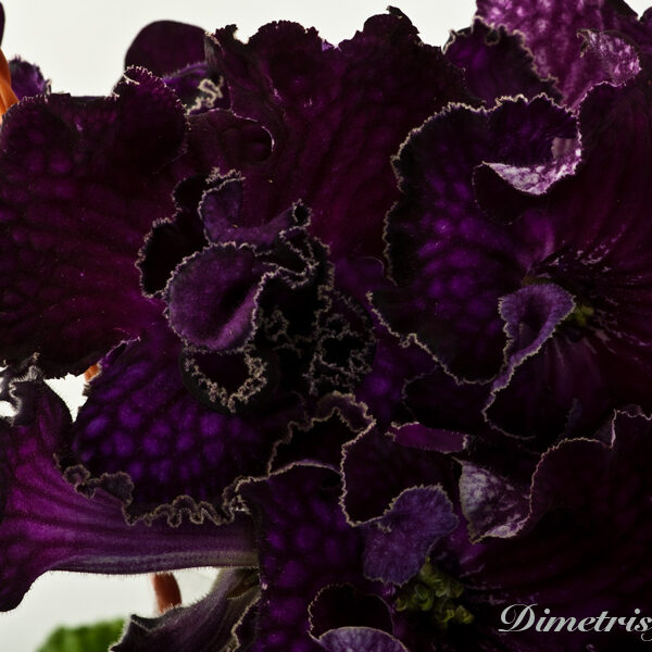 _ds___ueequal_154