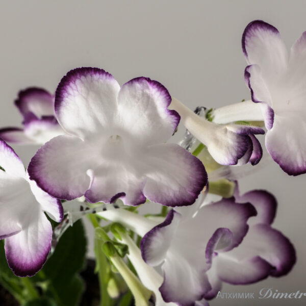 ds_537_16_489