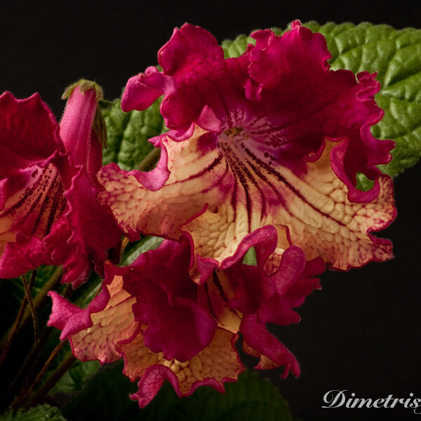 _ds_755_118