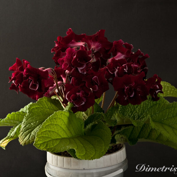 _ds_869_ae_612
