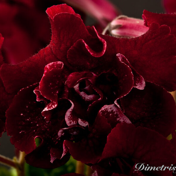 _ds_869_ae__157