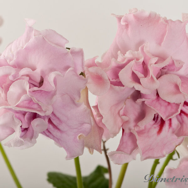 _ds_904____207