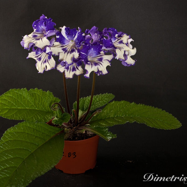 _ds_1008__111