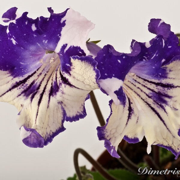 _ds_1008__195
