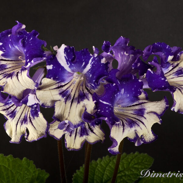 _ds_1008__equal_503