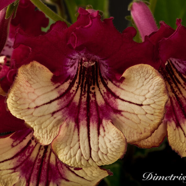 _ds_856__683