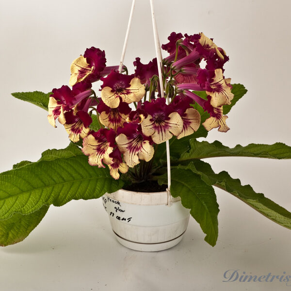 _ds_856__852