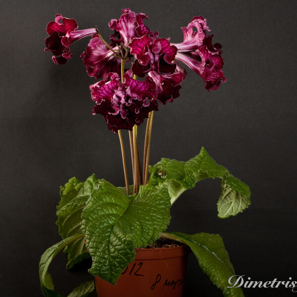 _ds_1012__867