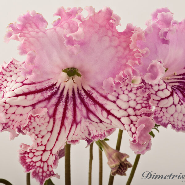 _ds_1034__927