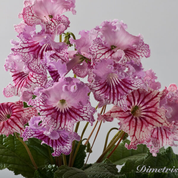 _ds_1034_ue1_165