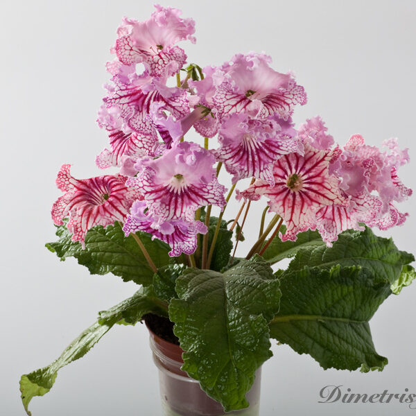 _ds_1034_ue2_206